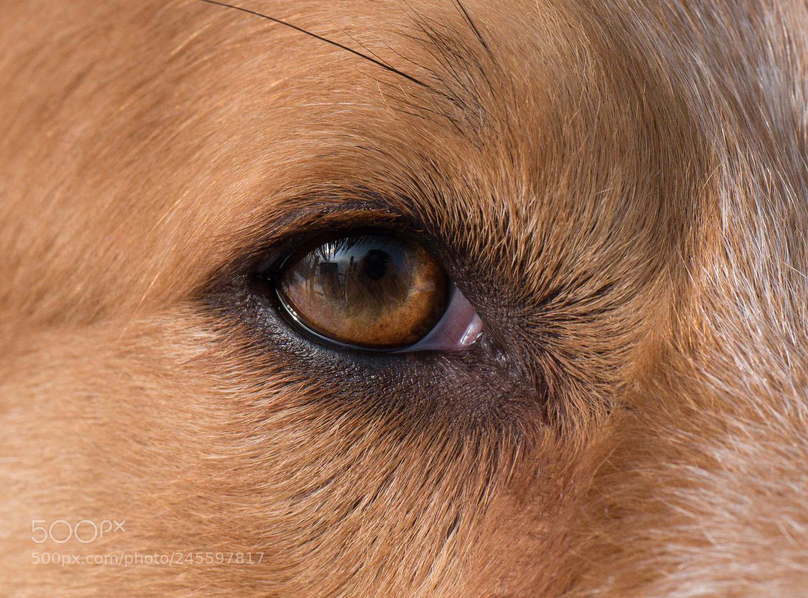 Panasonic DMC-G70 sample photo. Faithful eye from anton photography