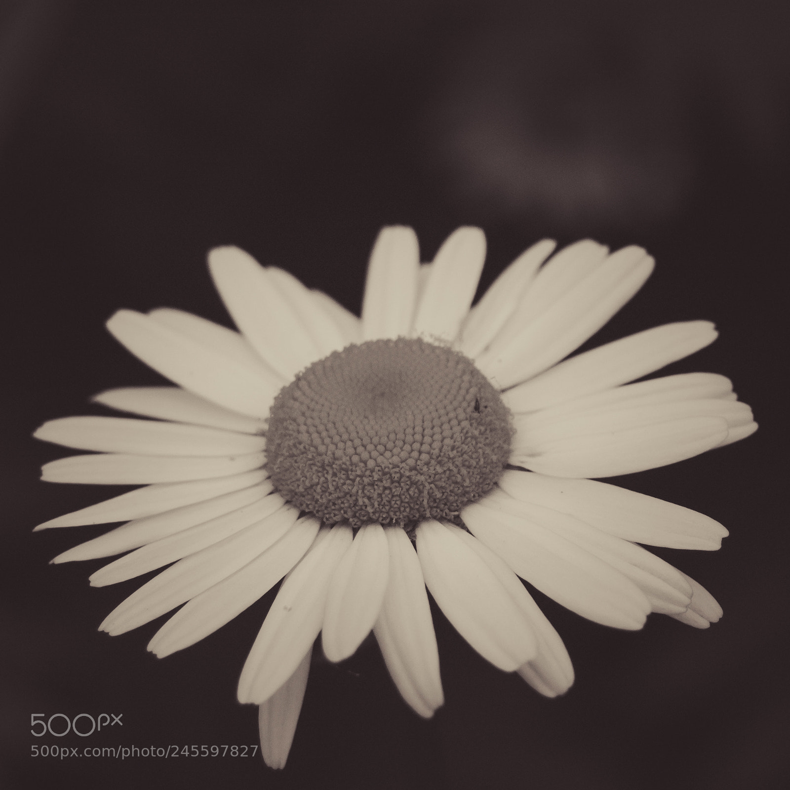Nikon D70 sample photo. Leucanthemum photography