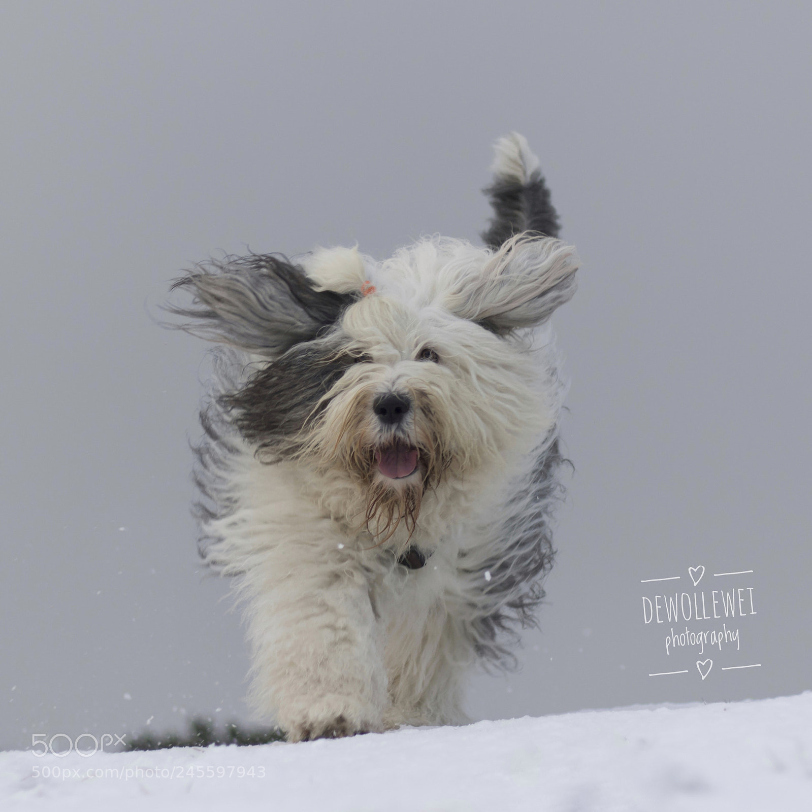 Canon EOS 7D Mark II sample photo. Scarlett's winter run... photography