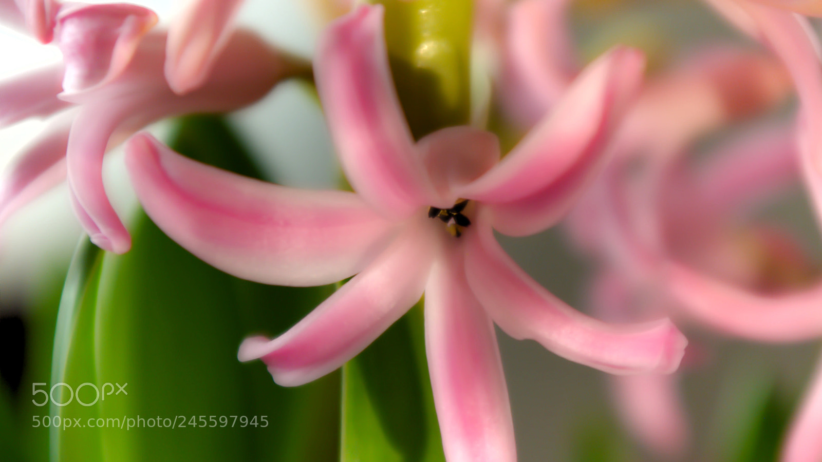 Pentax K200D sample photo. Untitled photography
