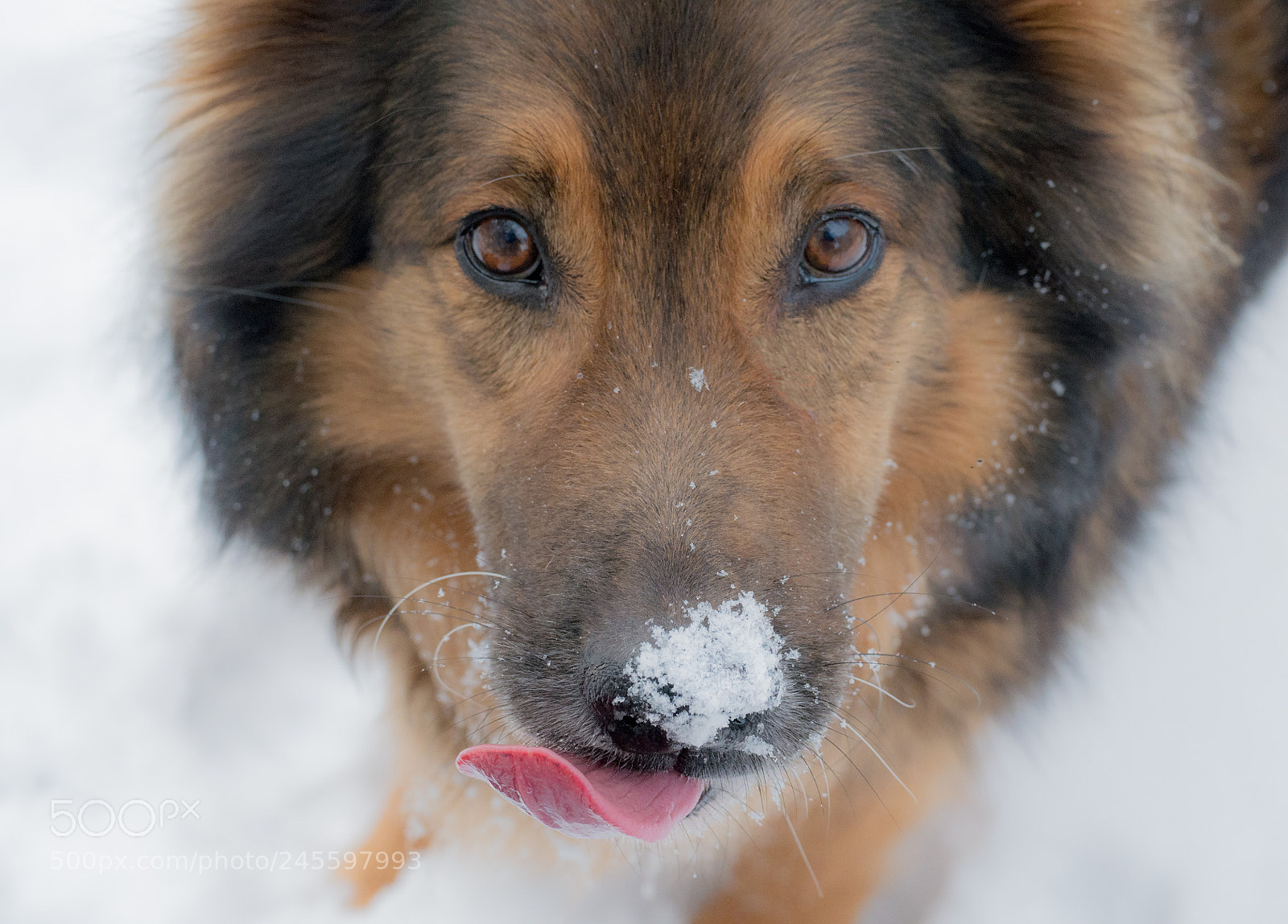 Panasonic DMC-G70 sample photo. Snowy emil photography