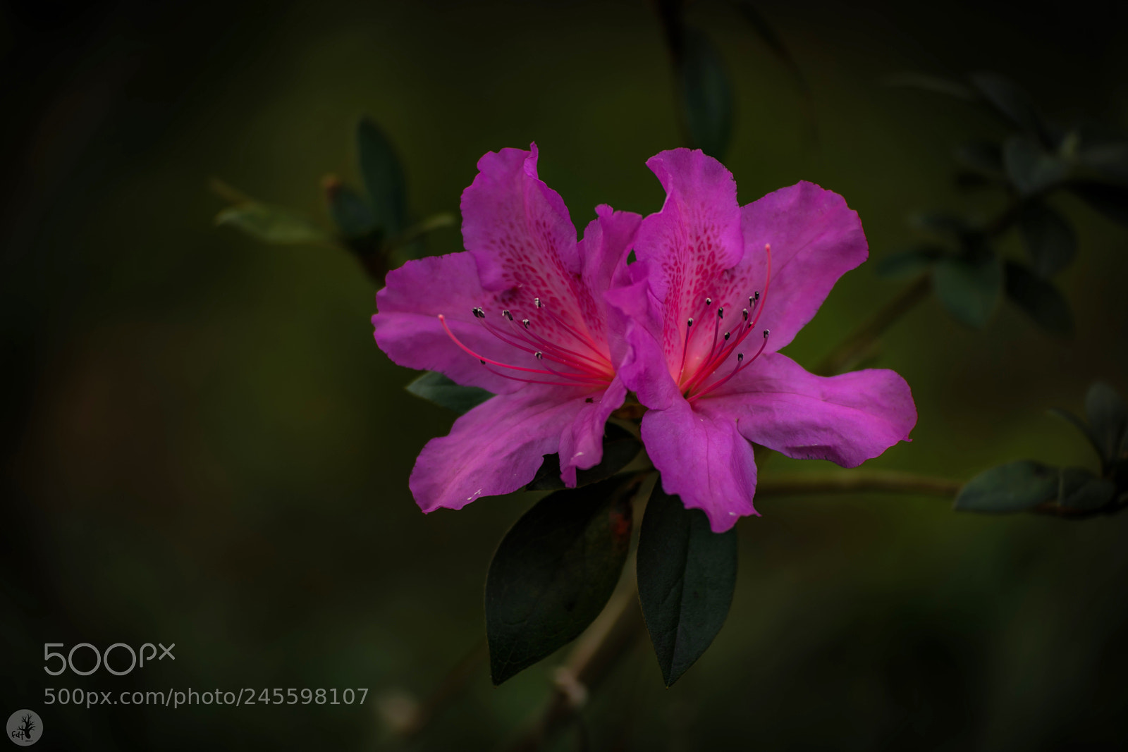Samsung NX1 sample photo. Azalea (rhododendron prinophyllum) 2 photography
