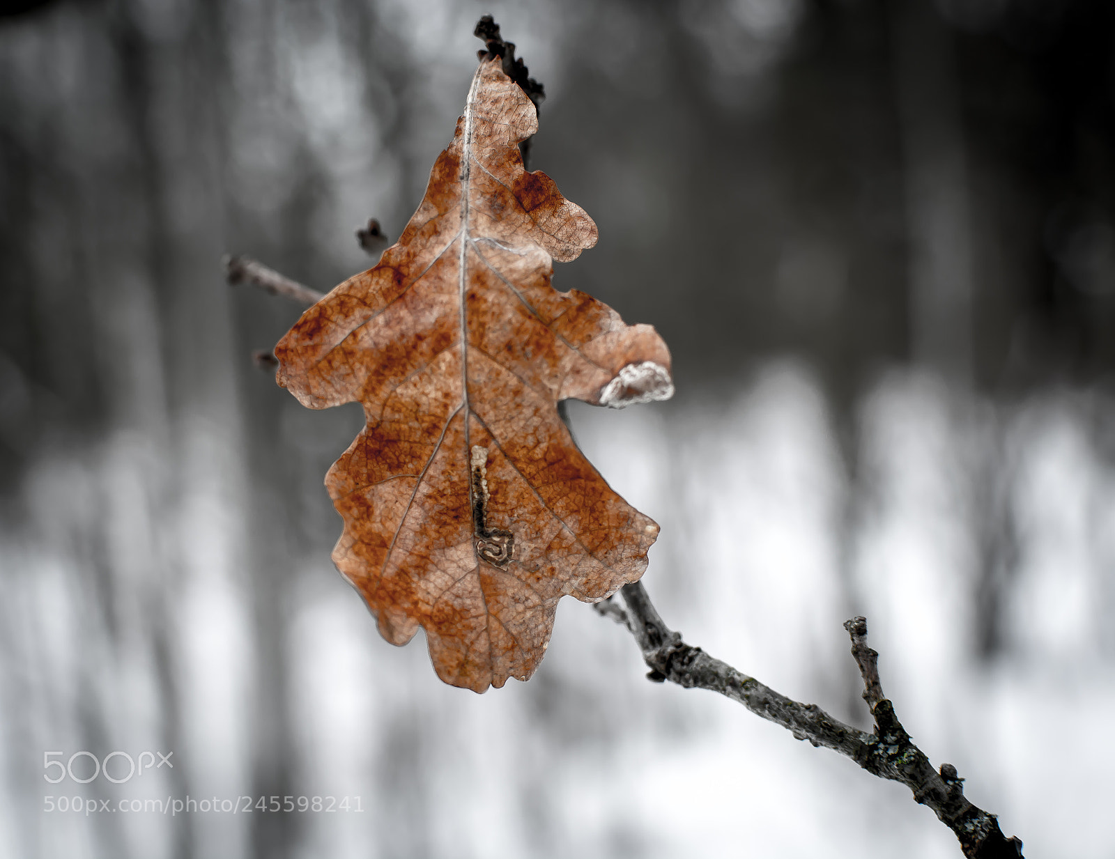 Nikon D5200 sample photo. Untitled photography