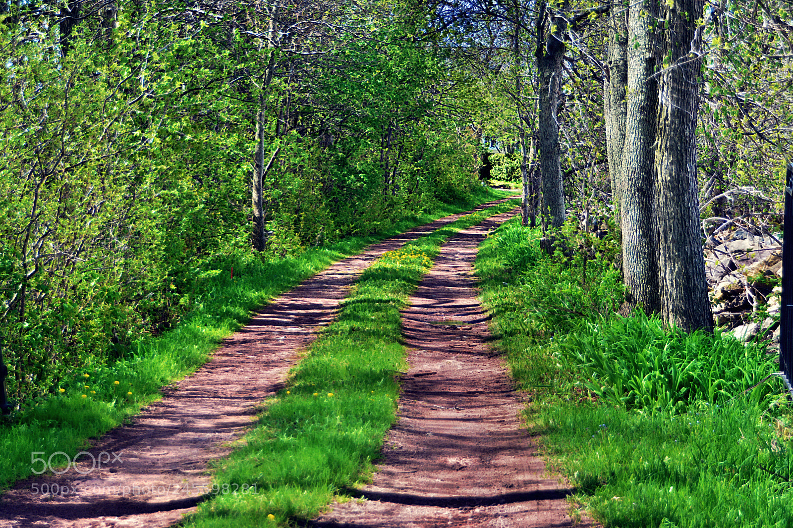 Nikon D7100 sample photo. Ballade dans les bois photography