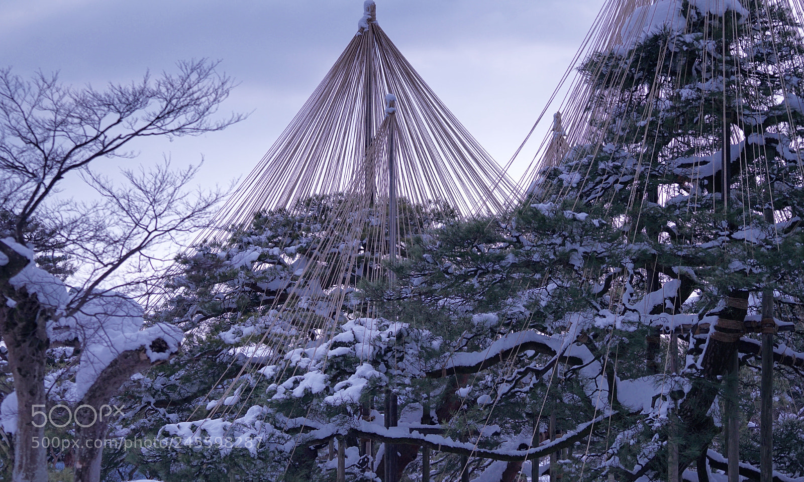 Sony a7R II sample photo. Beautiful wires in snow photography