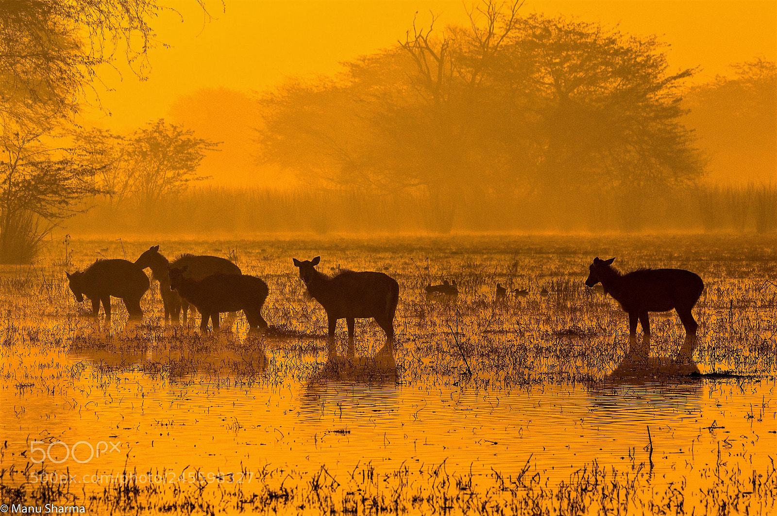 Canon EOS 550D (EOS Rebel T2i / EOS Kiss X4) sample photo. Herd in golden hour.. photography