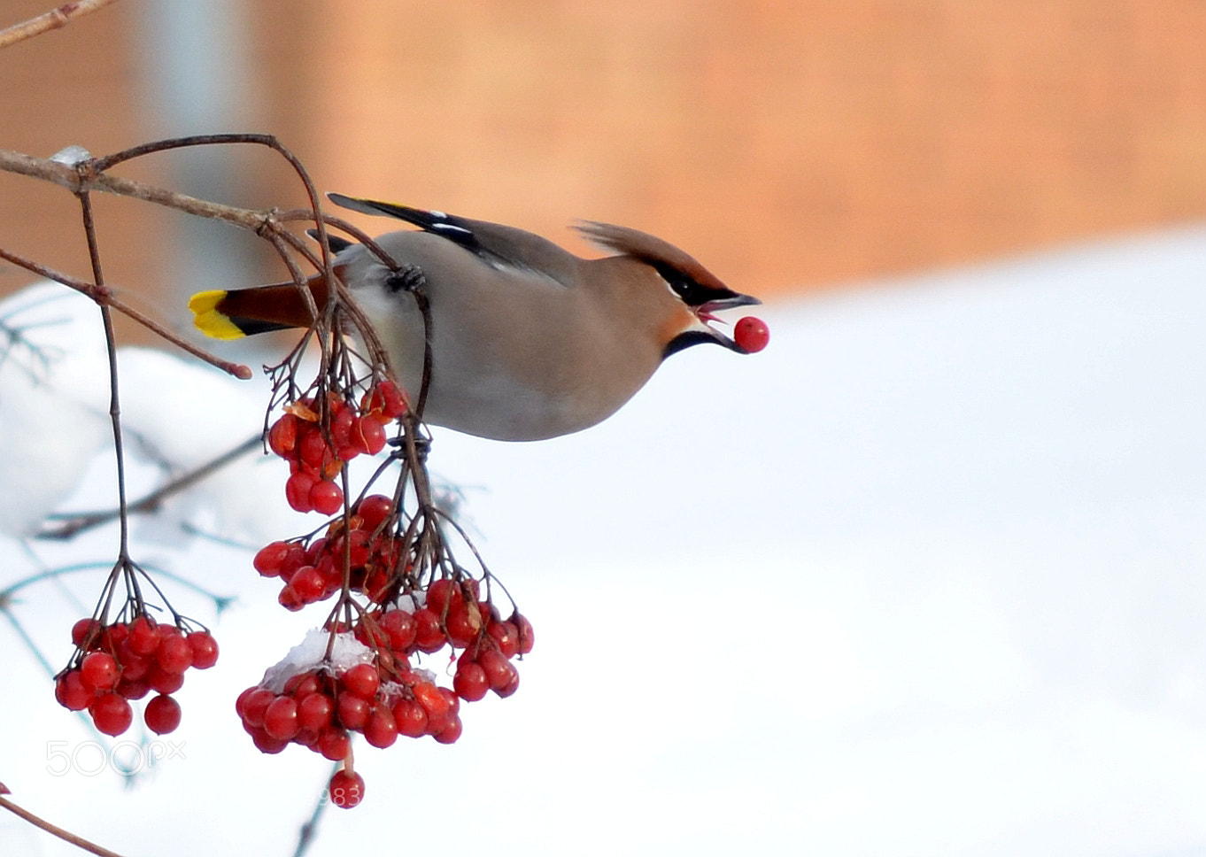 Nikon D5100 sample photo. Waxwing photography