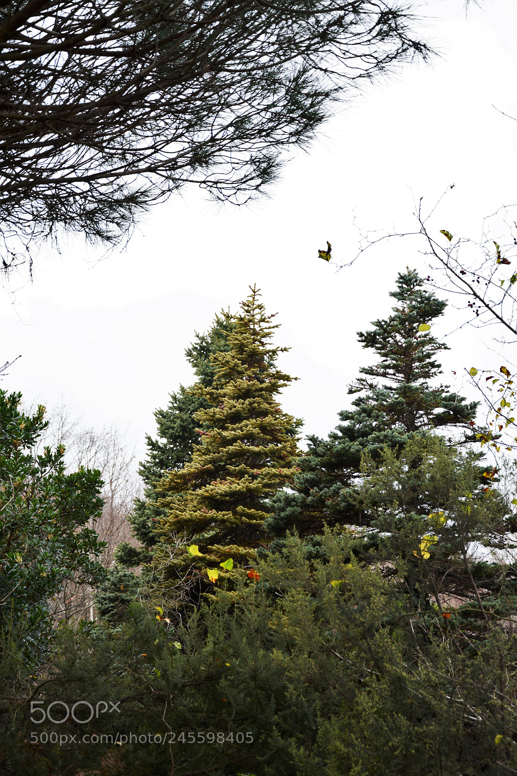 Nikon D7100 sample photo. Pine.. photography