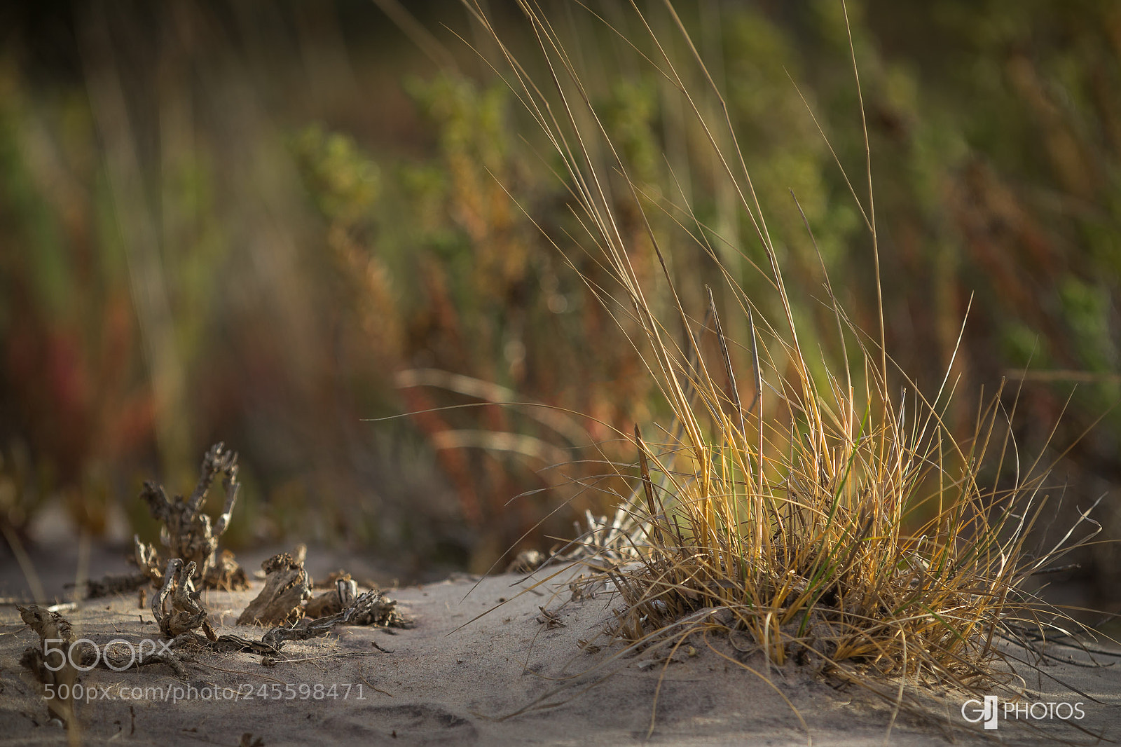 Canon EOS 60D sample photo. Dunes photography