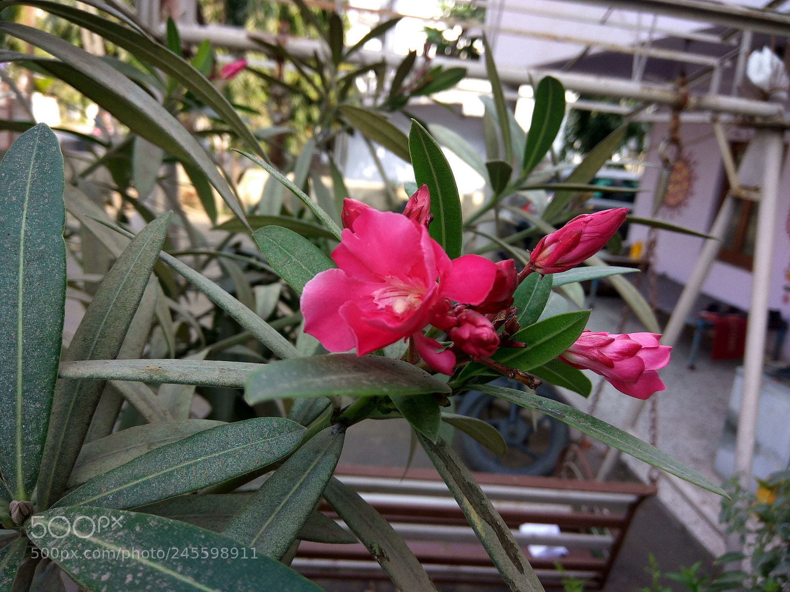 Xiaomi Redmi Note3 sample photo. Untitled photography