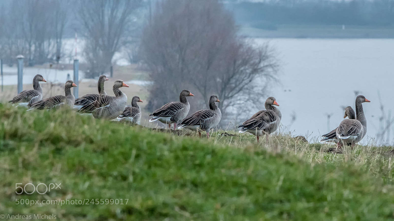 Nikon D850 sample photo. Wild geese. photography