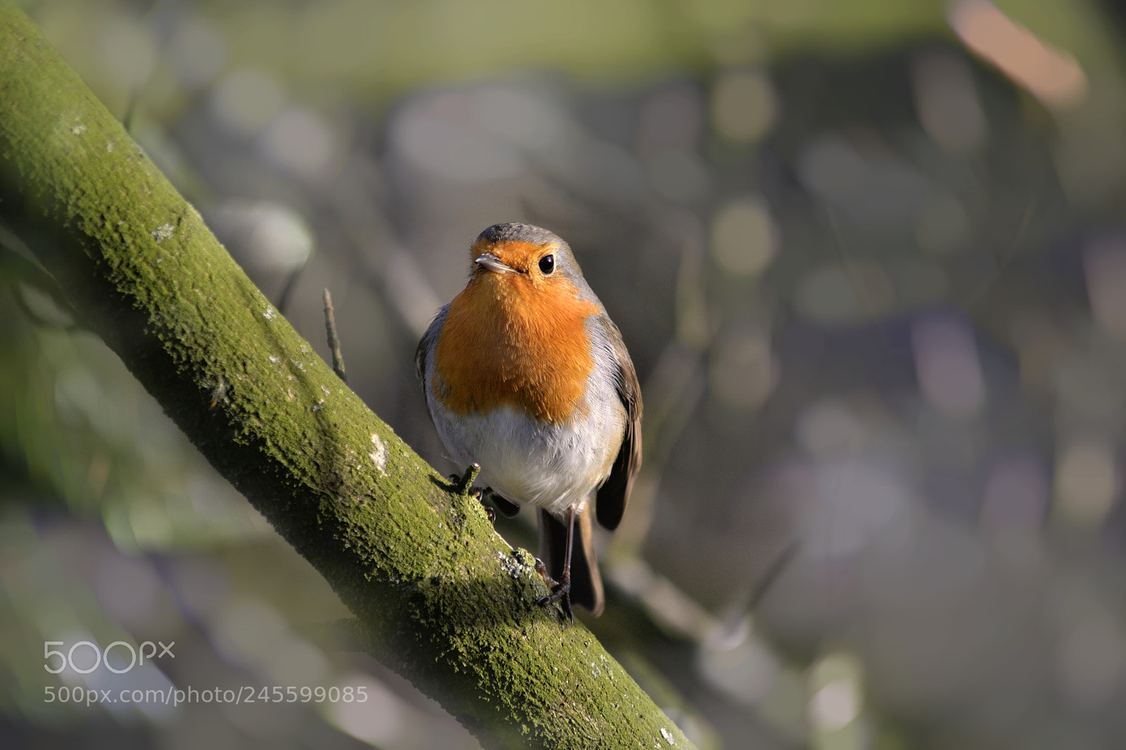 Nikon D3100 sample photo. European robin (erithacus rubecula) photography