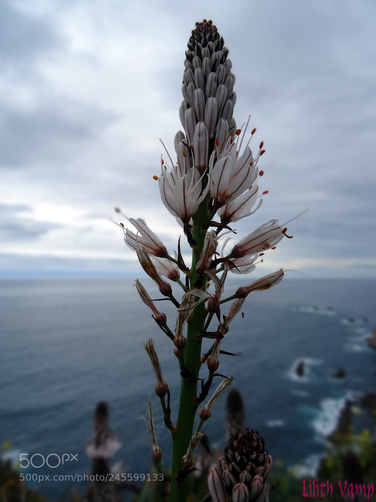 Sony DSC-HX50 sample photo. Belleza asturiana photography