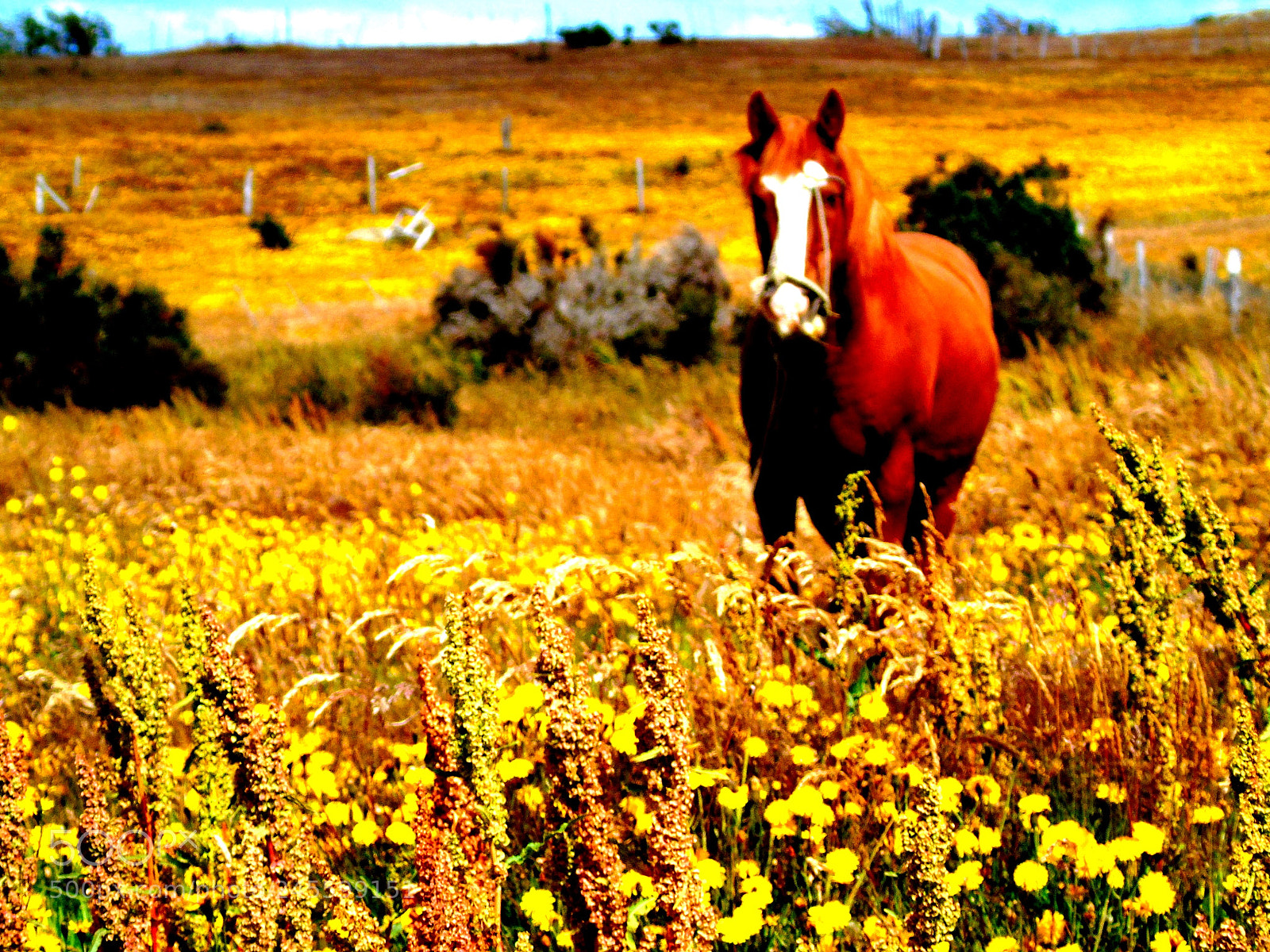 Sony Cyber-shot DSC-H400 sample photo. Caballo photography