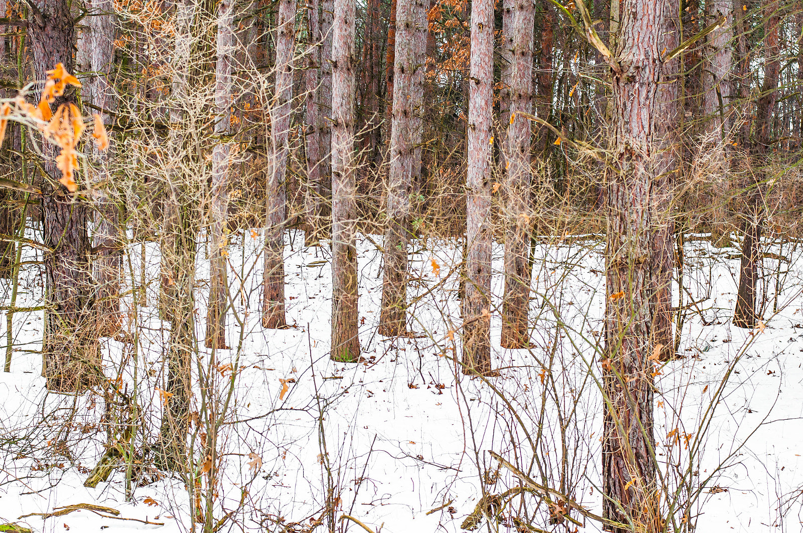 Nikon D90 sample photo. The colors of january photography