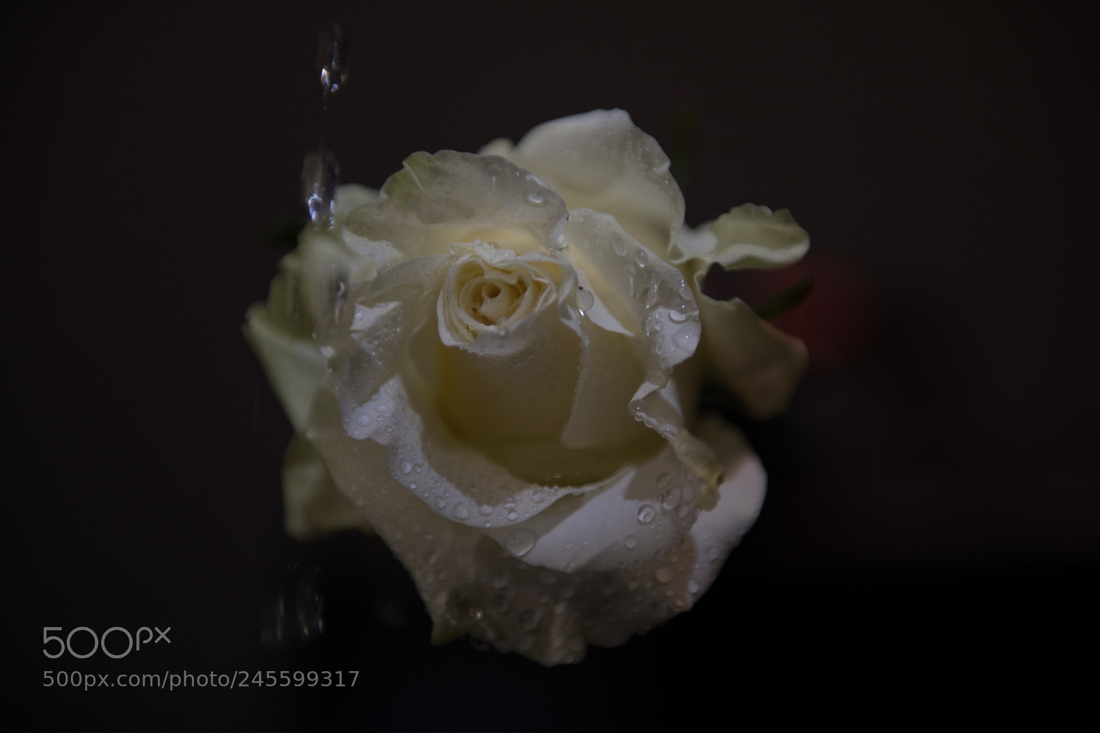 Nikon D850 sample photo. Rose photography
