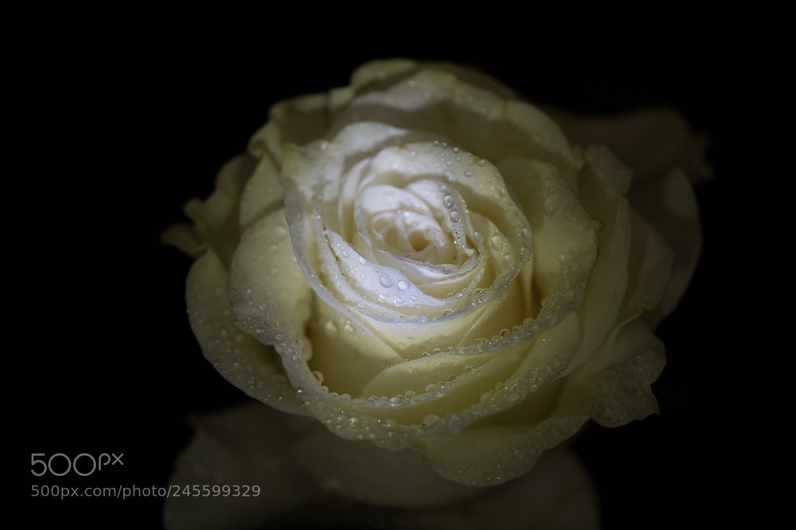 Nikon D850 sample photo. White rose photography