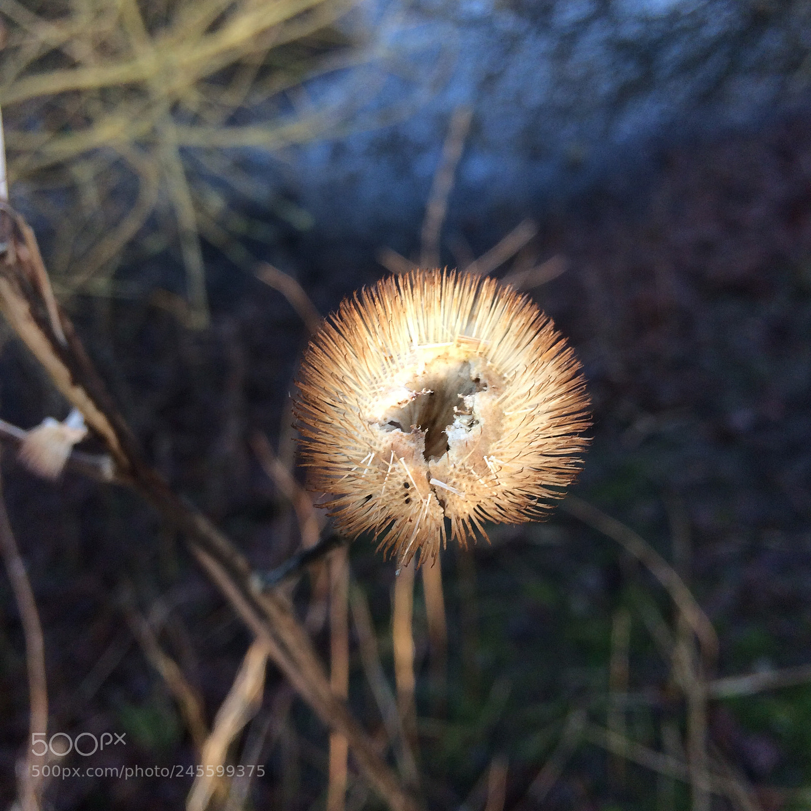 Apple iPhone 5s sample photo. Winter flower. photography