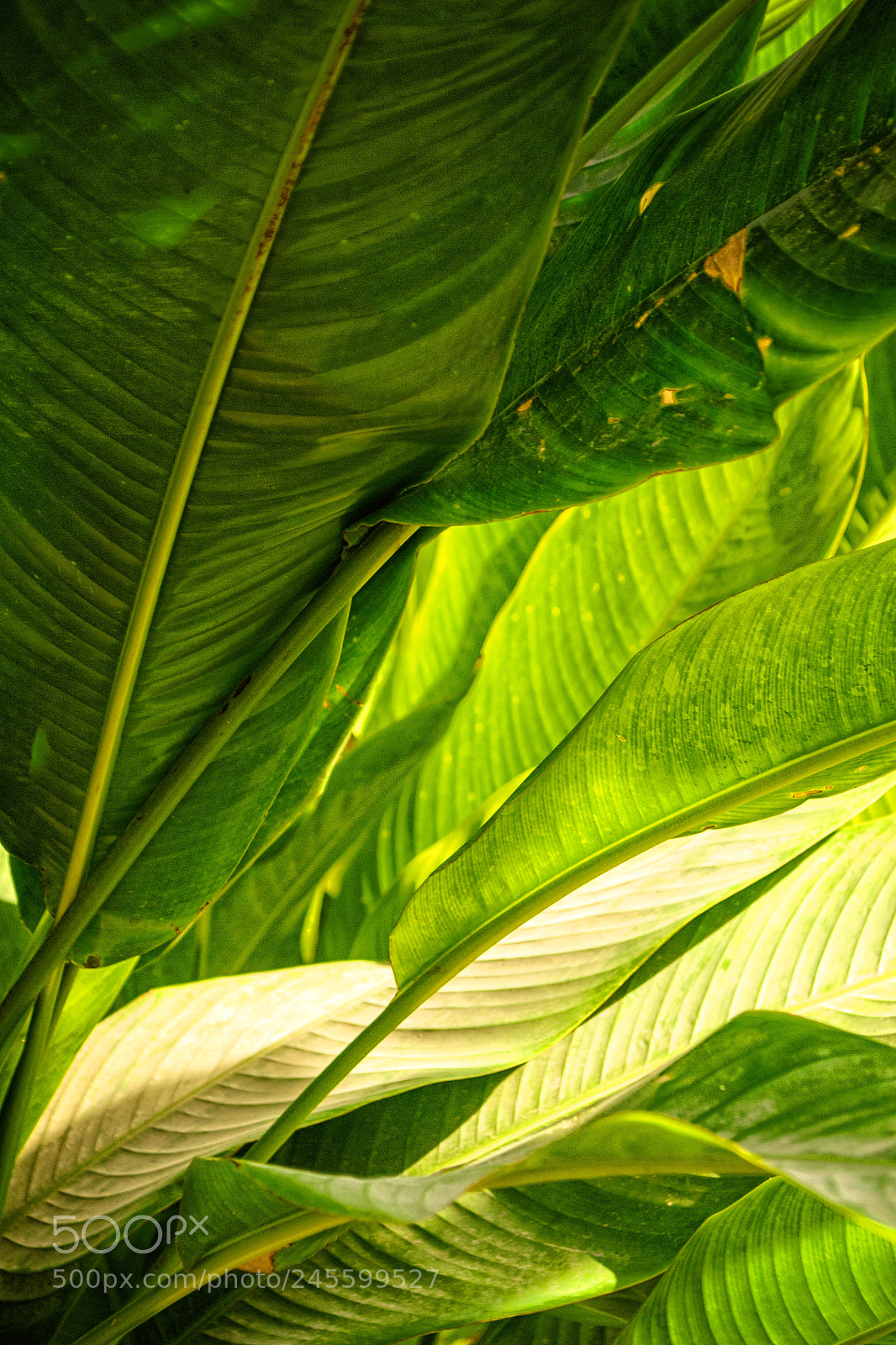 Nikon D3100 sample photo. Detail of nature photography