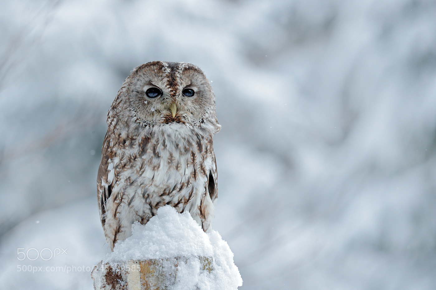 Canon EOS-1D X Mark II sample photo. Tawny owl (strix aluco) photography