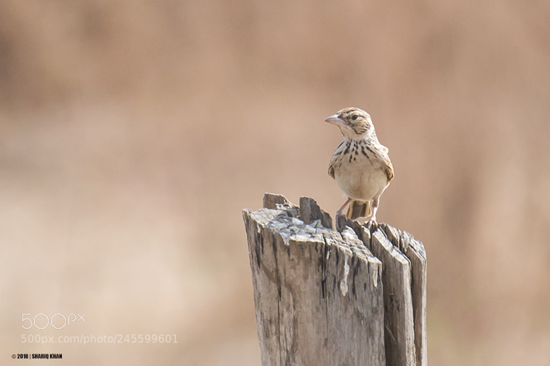 Nikon D3100 sample photo. Indian bushlark photography