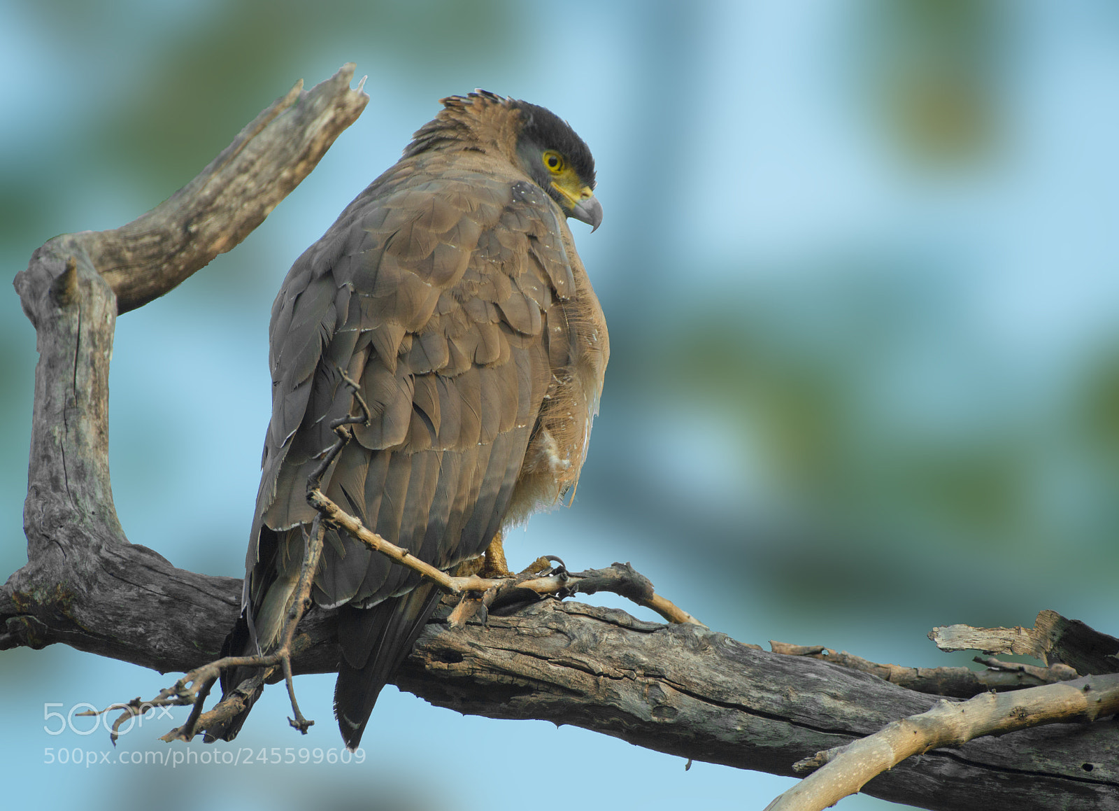 Nikon D3200 sample photo. Spotted-eagle photography