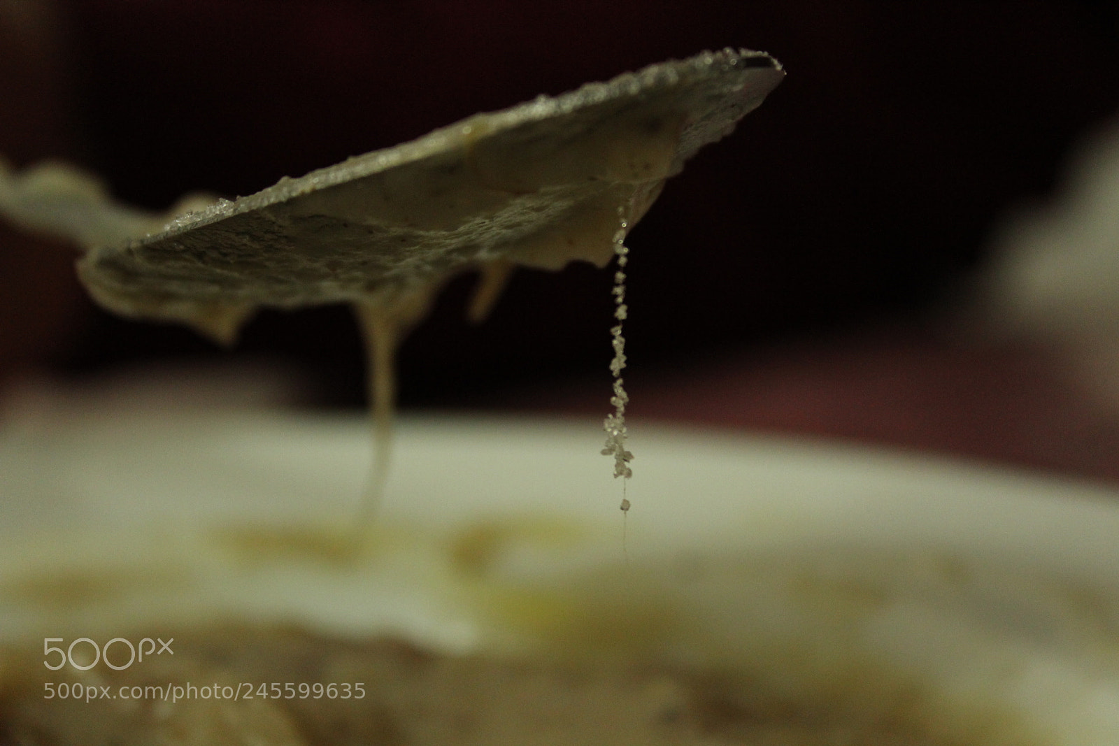 Canon EF-S 18-55mm F3.5-5.6 III sample photo. Suger photography