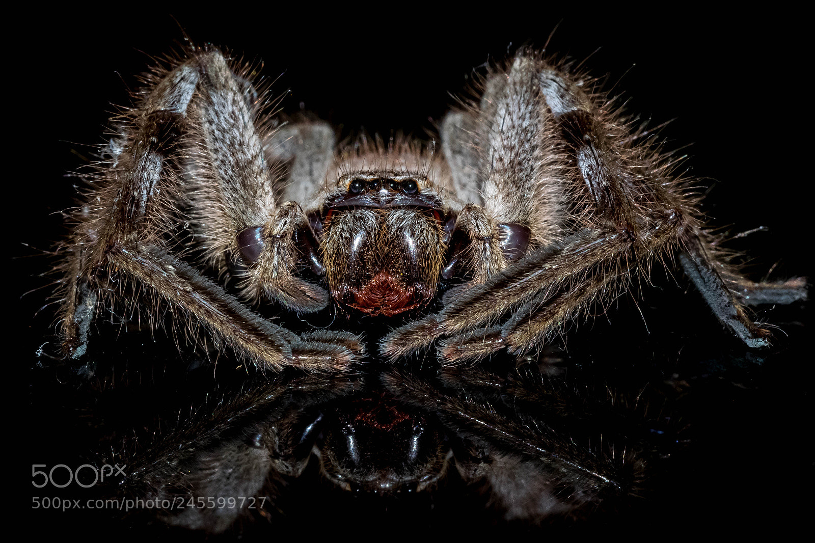 Olympus OM-D E-M1 sample photo. Huntsman spider photography