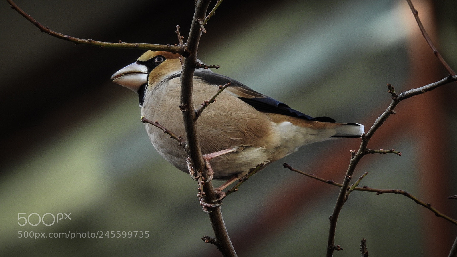 Nikon Coolpix P900 sample photo. Hawfinch photography