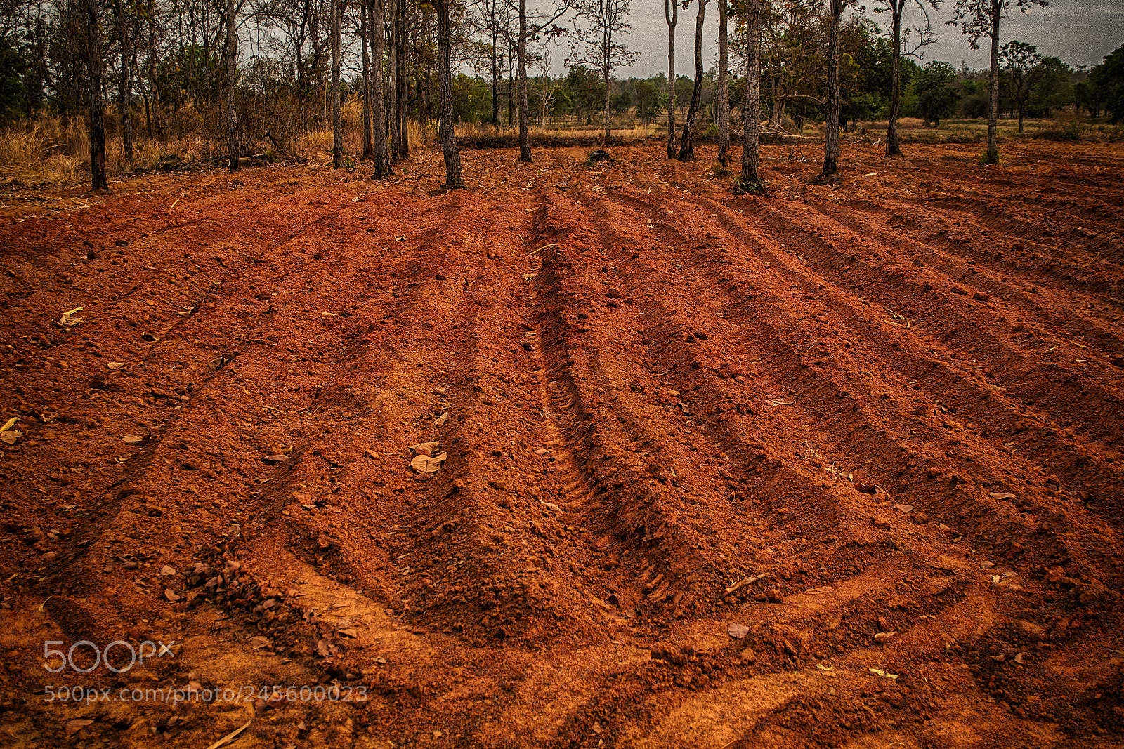Nikon D3100 sample photo. Farm land photography