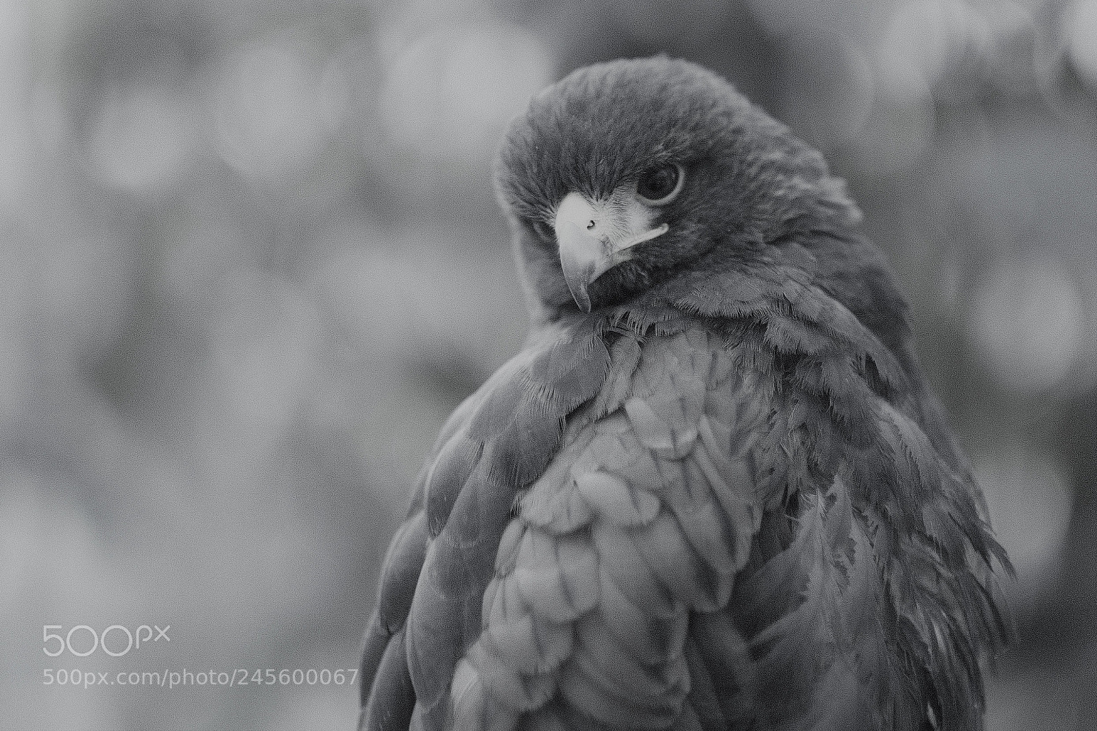 Fujifilm X-T2 sample photo. Bird of prey photography