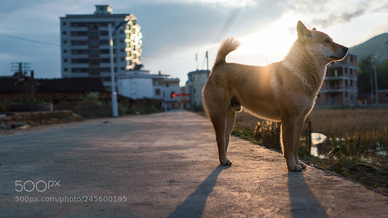 Sony a7 II sample photo. 单身狗的威严 photography