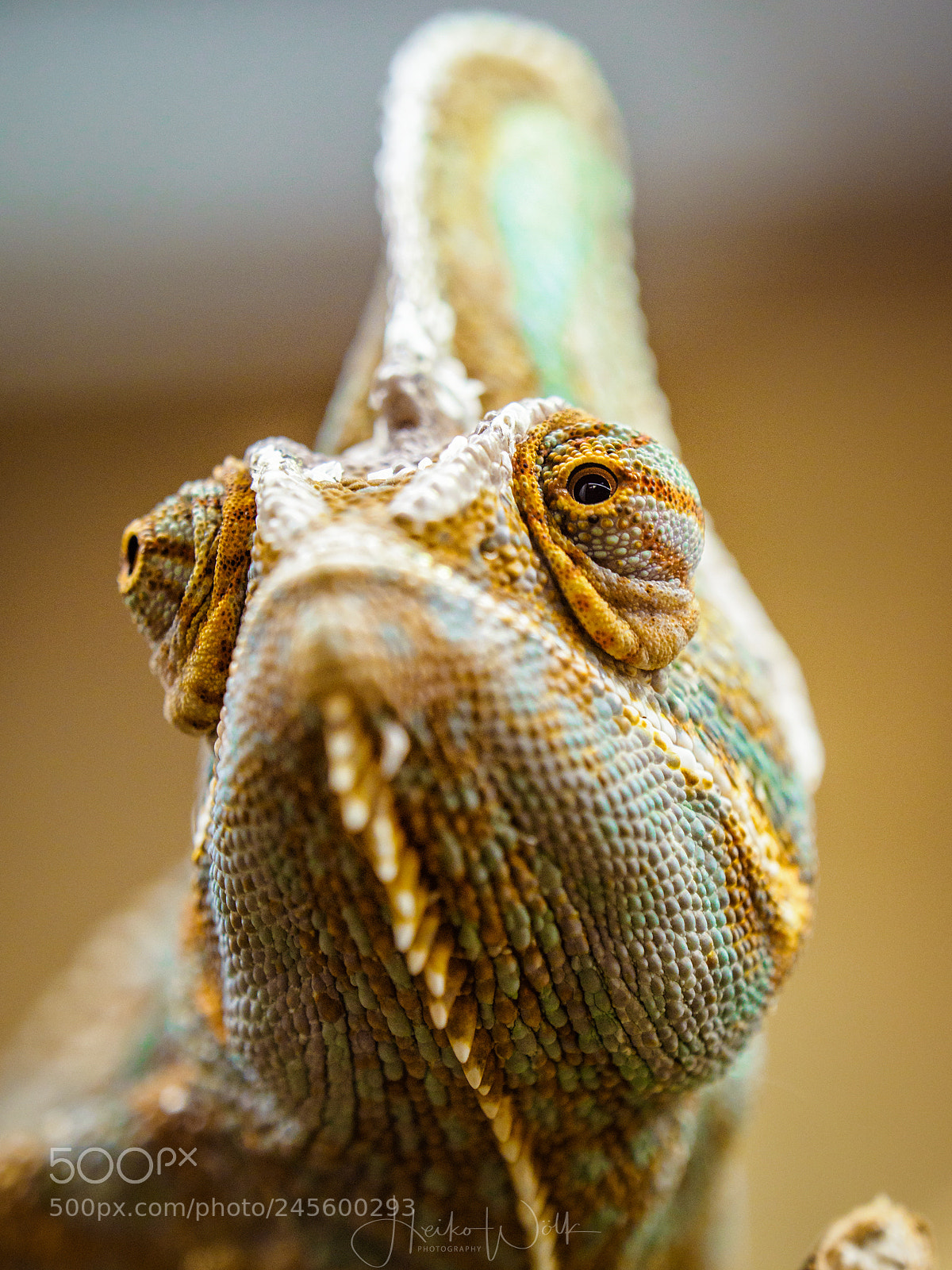 Olympus OM-D E-M1 Mark II sample photo. Jemen chameleon photography