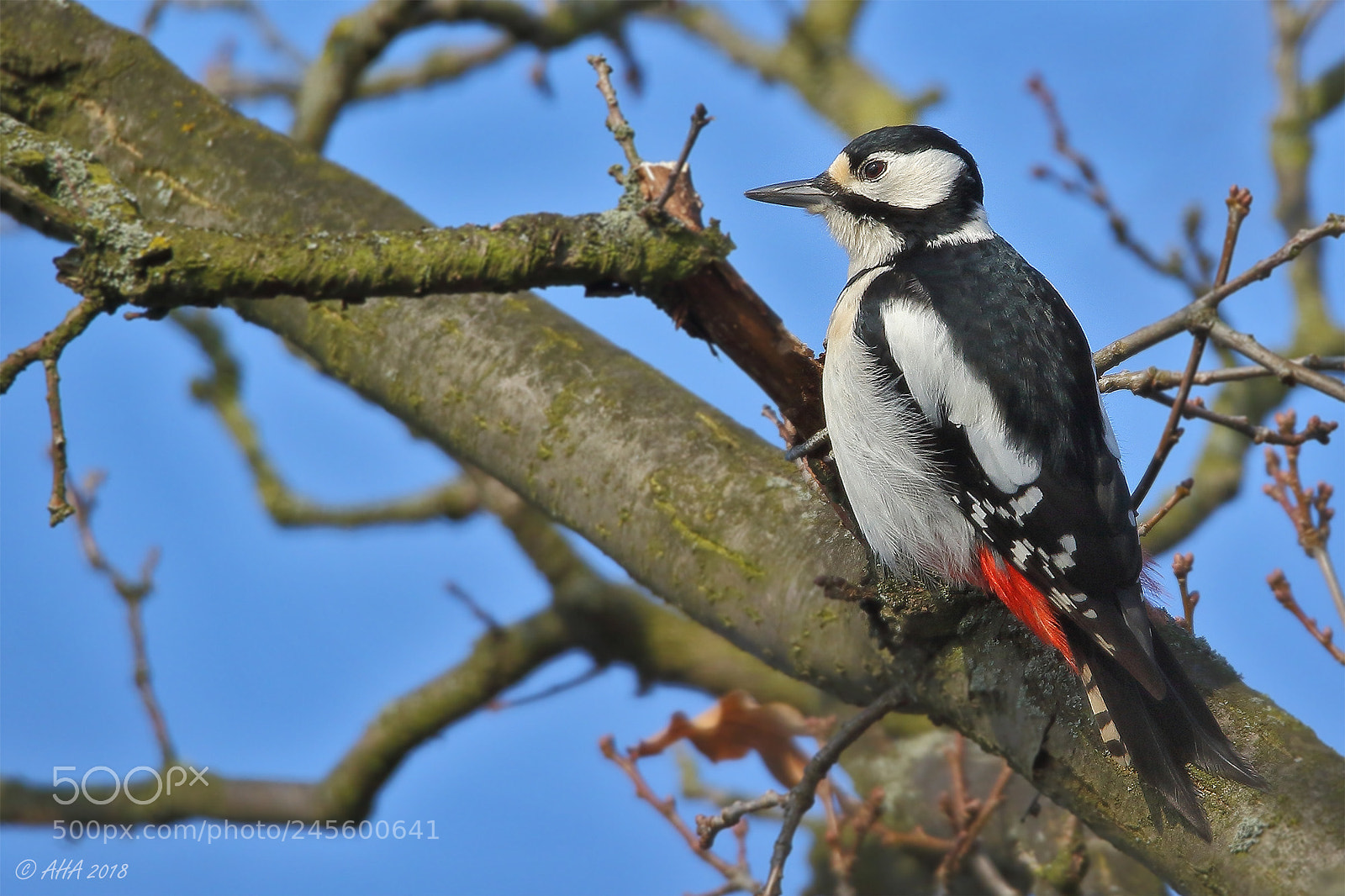 Canon EOS 7D Mark II sample photo. Great spotted woodpecker photography