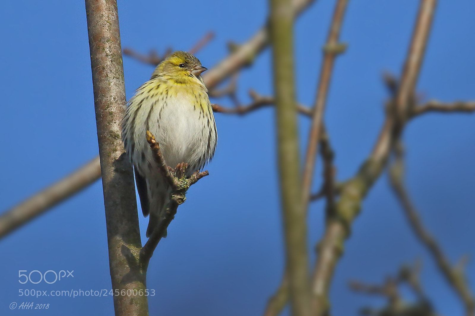 Canon EOS 7D Mark II sample photo. Eurasian siskin photography