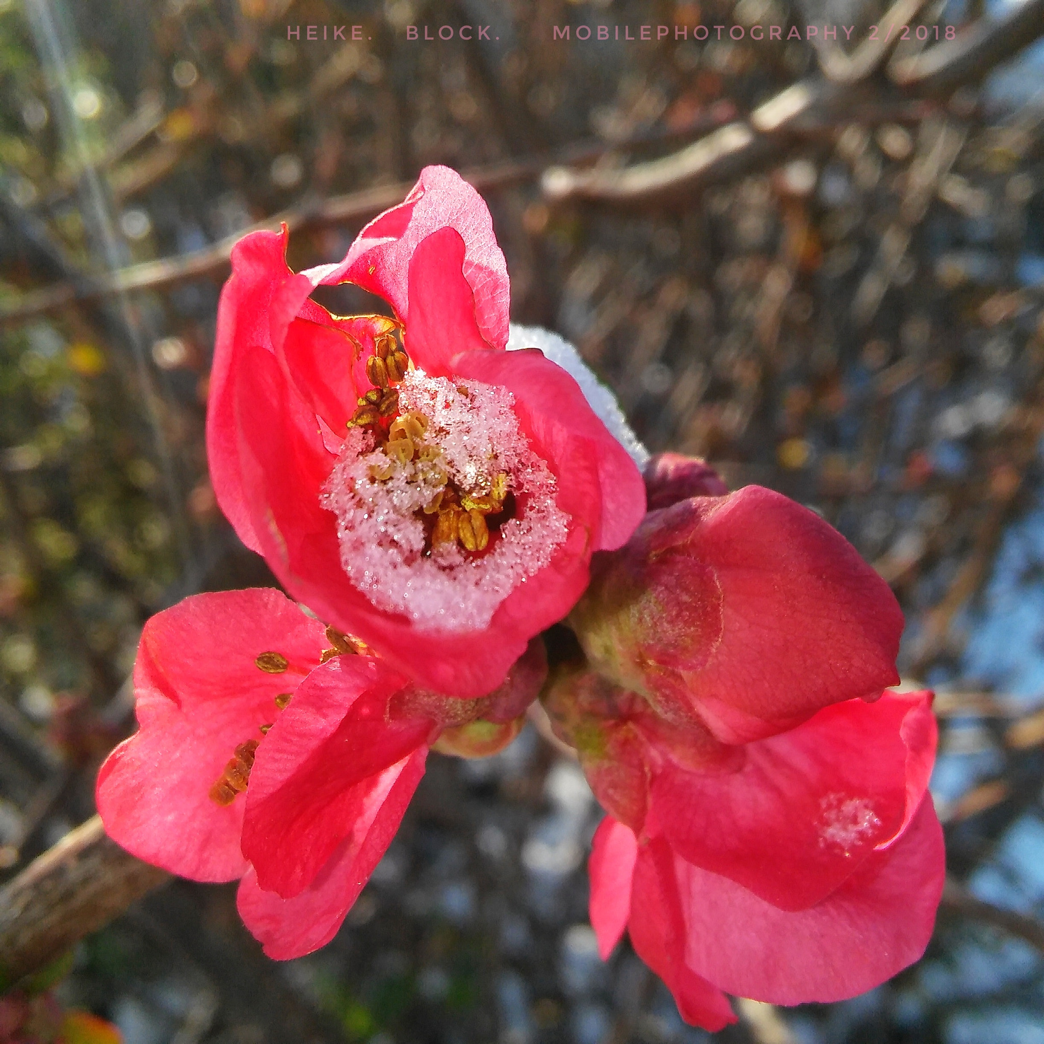 LG G STYLO sample photo. Flower on snow! photography