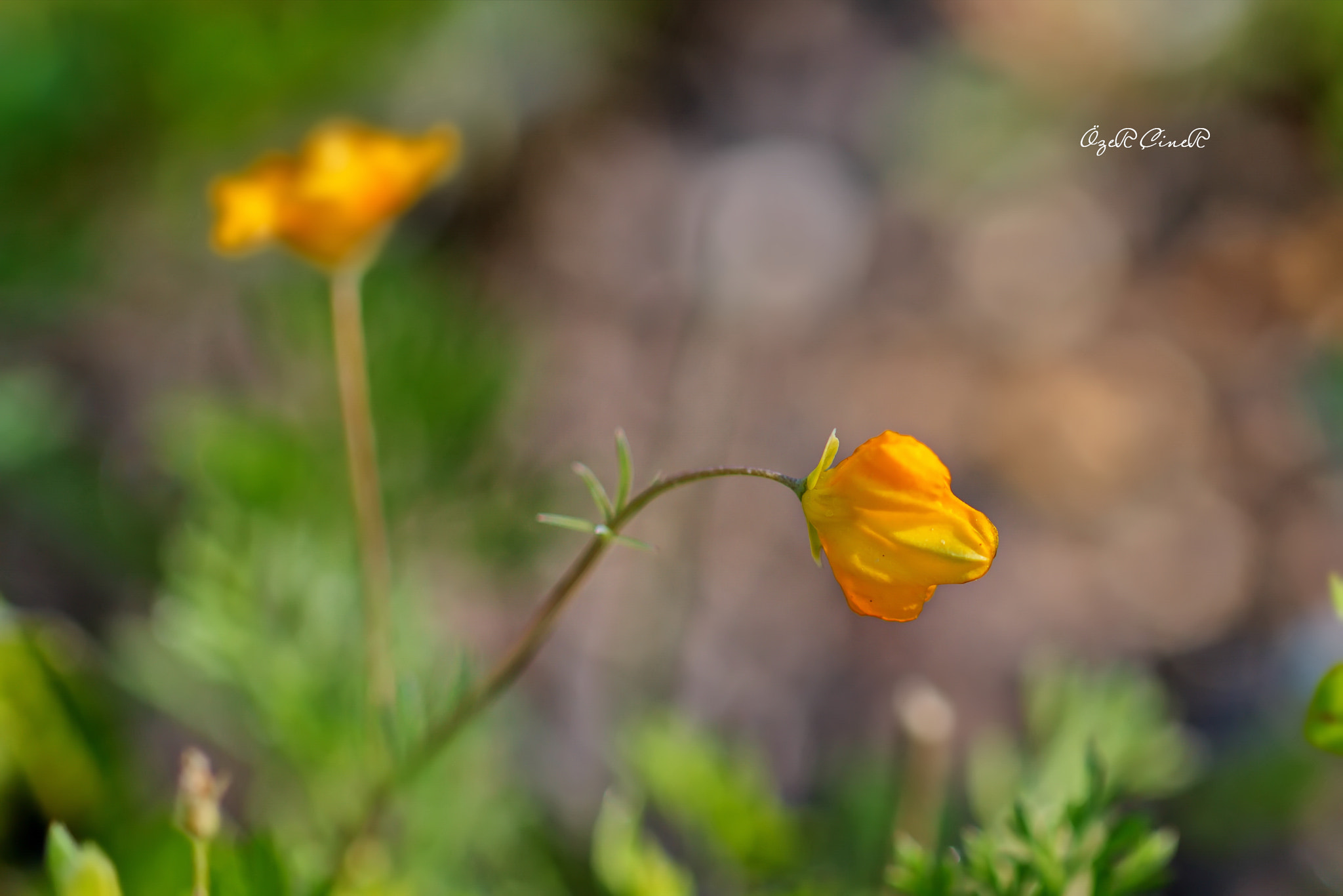 Canon EF 100mm F2.8L Macro IS USM sample photo. Little but beautiful. photography