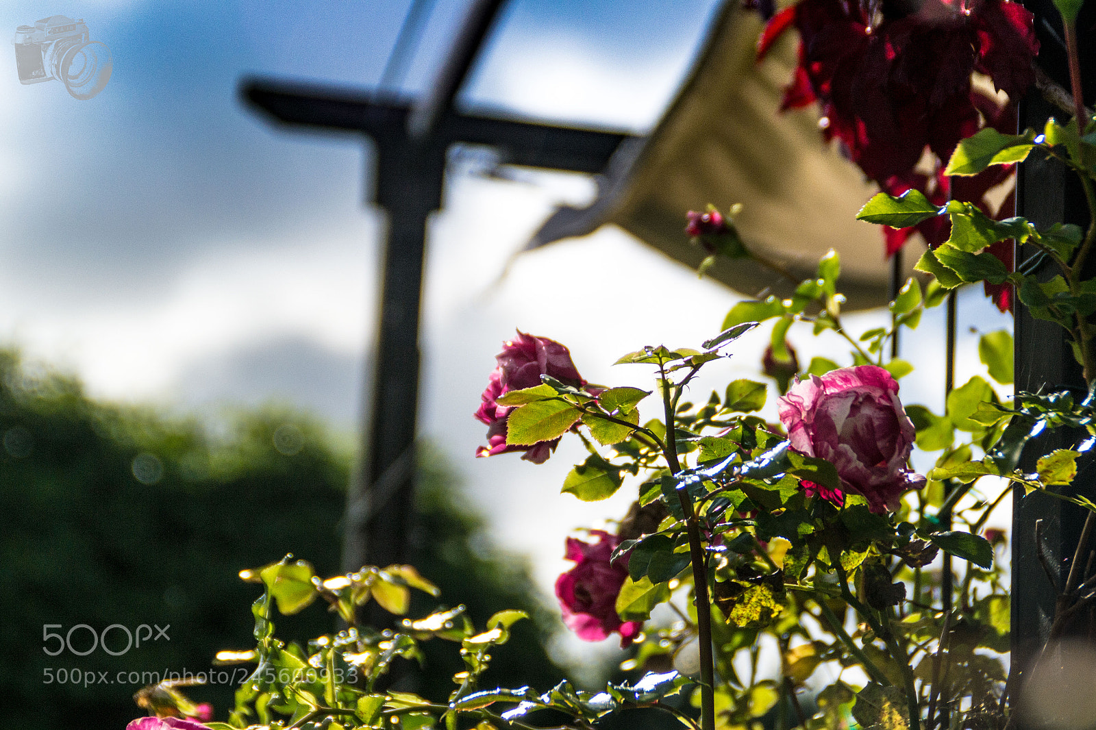 Nikon D3100 sample photo. Rosen im garten photography