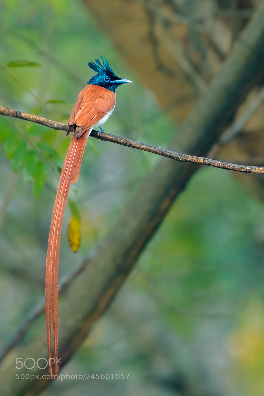 Nikon D500 sample photo. Indian paradise flycatcher photography