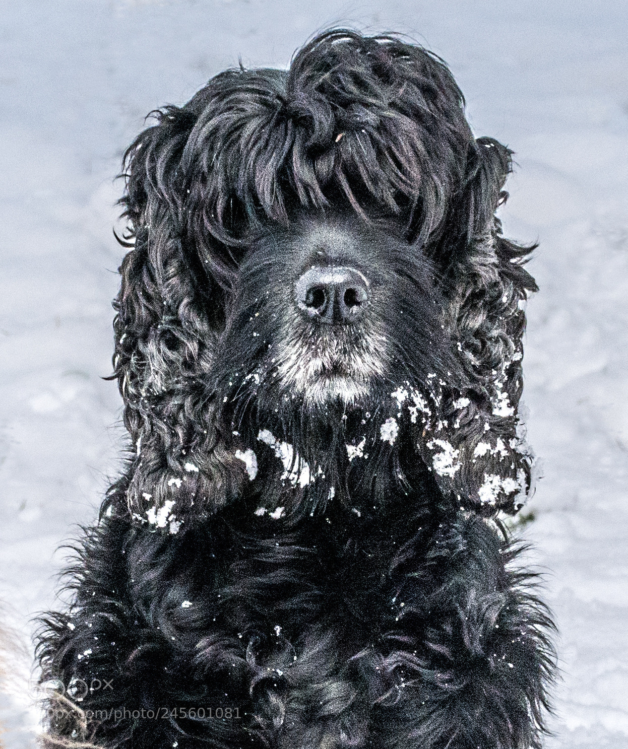 Panasonic DMC-G70 sample photo. Snowy nele photography