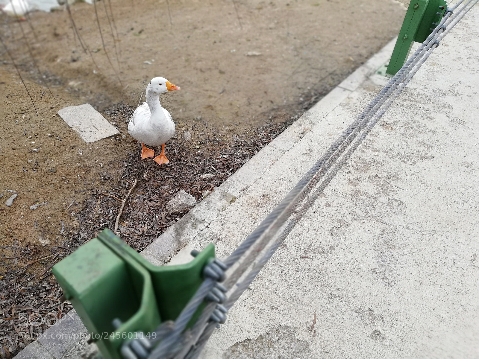 HUAWEI Mate 10 Lite sample photo. The close-up photography