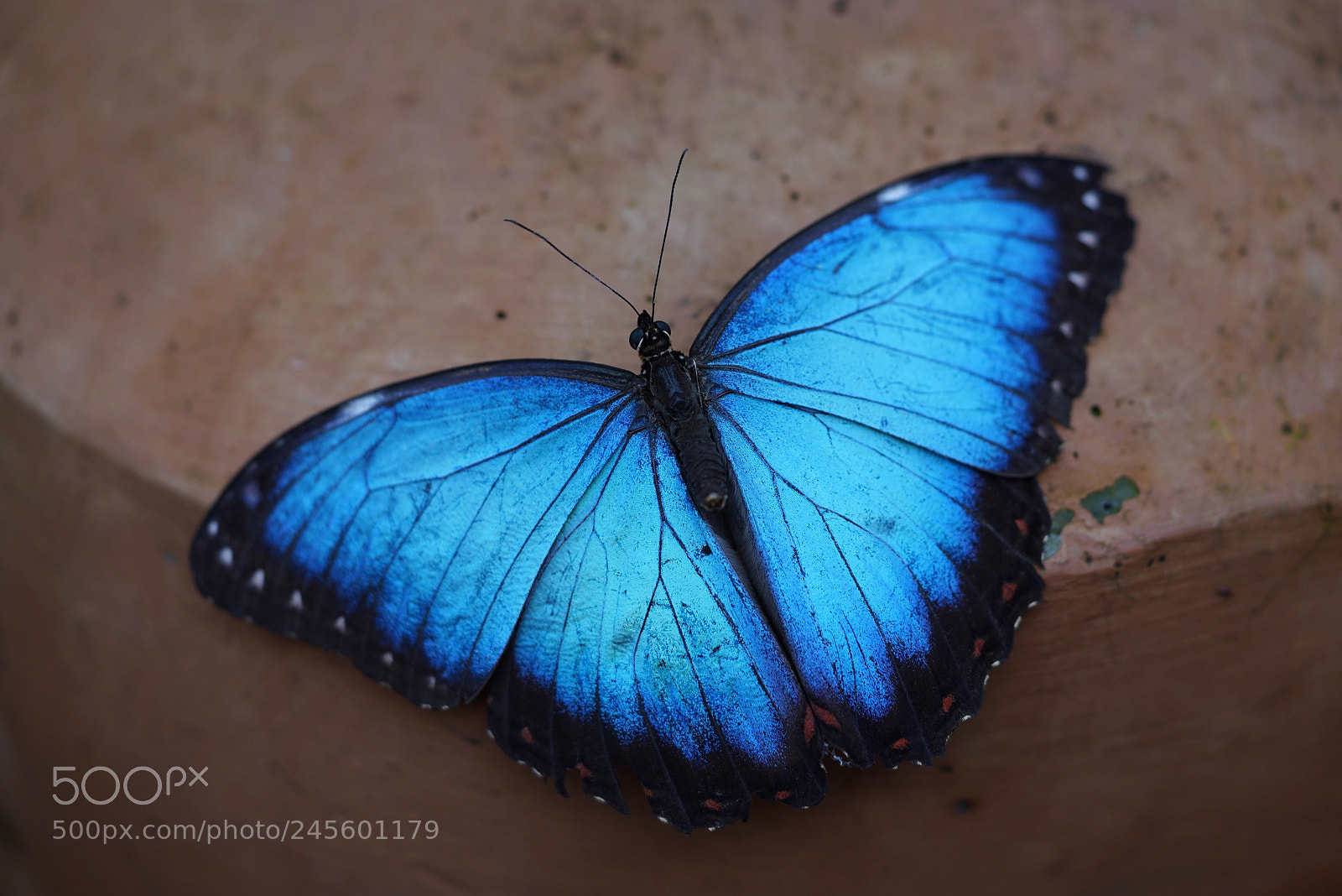 Sony a7R III sample photo. Blue morpho butterfly photography