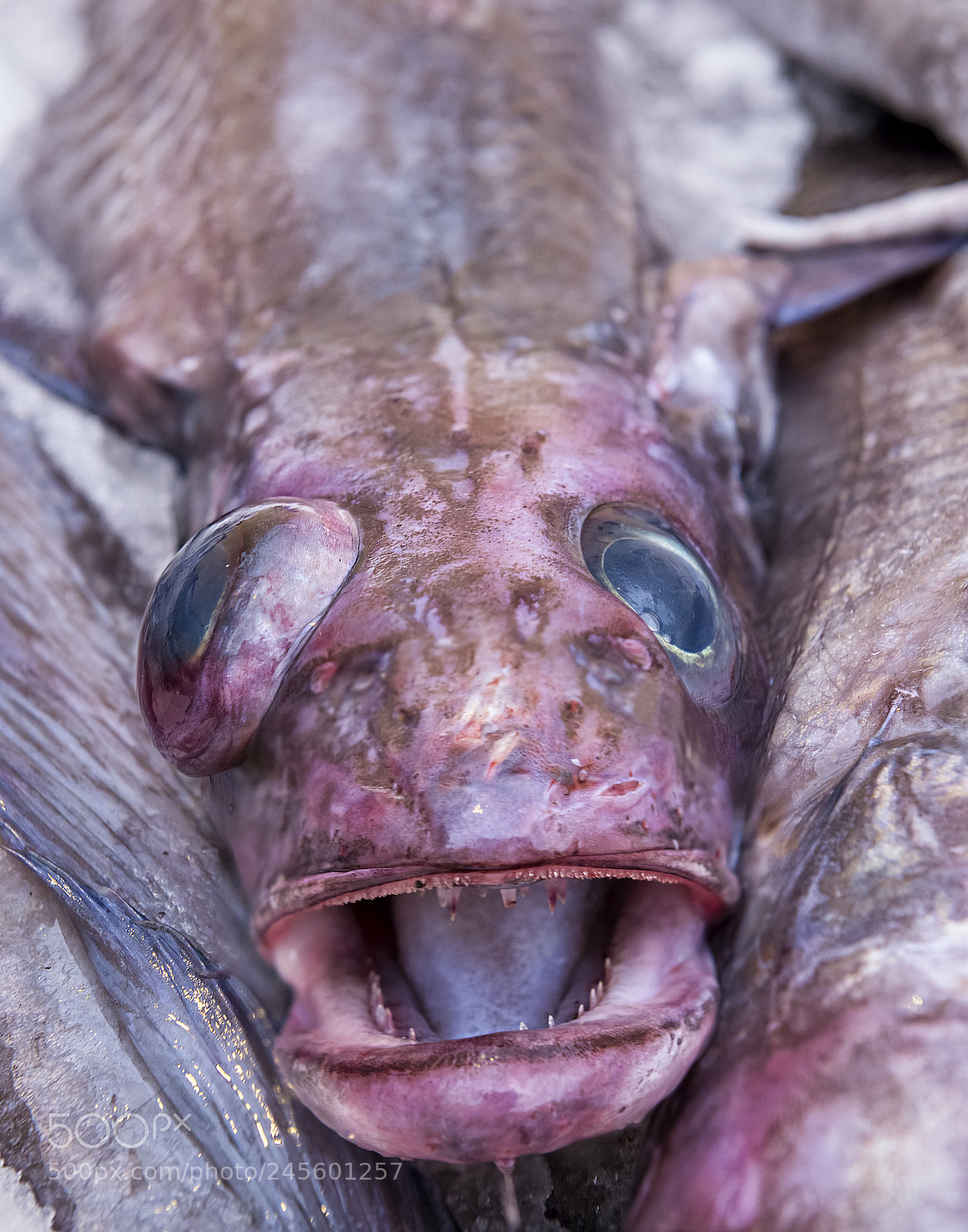 Nikon D800 sample photo. Something looks funny ... photography