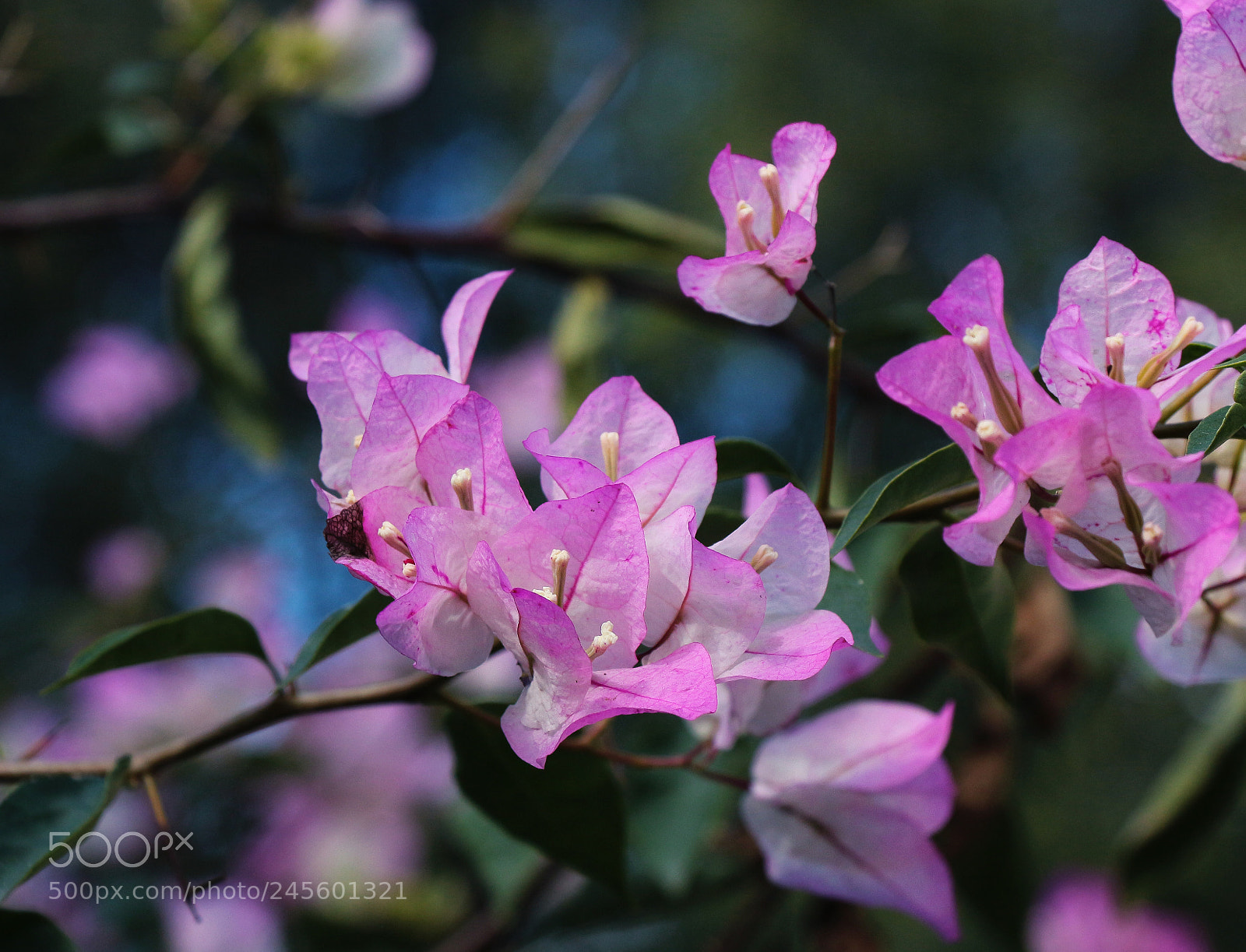 Canon EOS 700D (EOS Rebel T5i / EOS Kiss X7i) sample photo. Bougainvillea photography