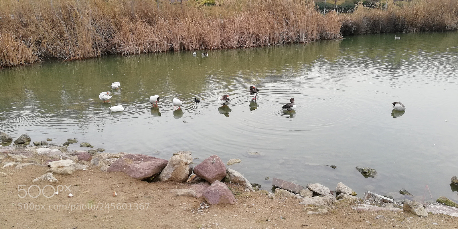HUAWEI Mate 10 Lite sample photo. The geese photography
