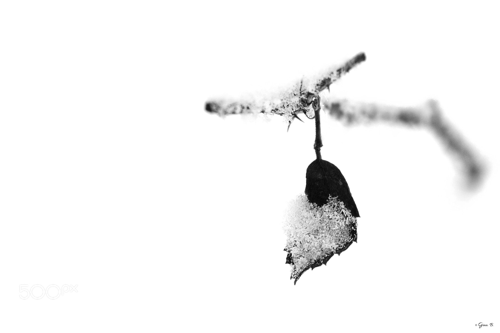 Nikon D3200 sample photo. Frozen heart photography