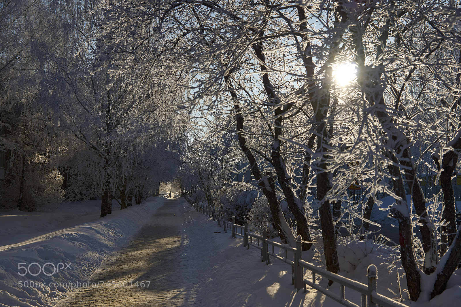 Sony SLT-A77 sample photo. The sunny winter day photography