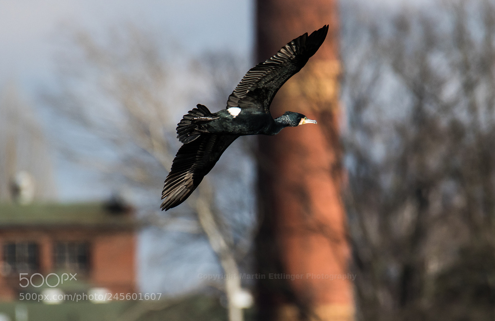 Canon EOS 7D Mark II sample photo. Cormorant phalacrocorax carbo flies photography