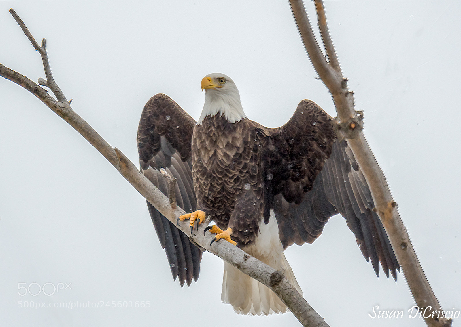 Nikon D500 sample photo. Ready for lift off photography