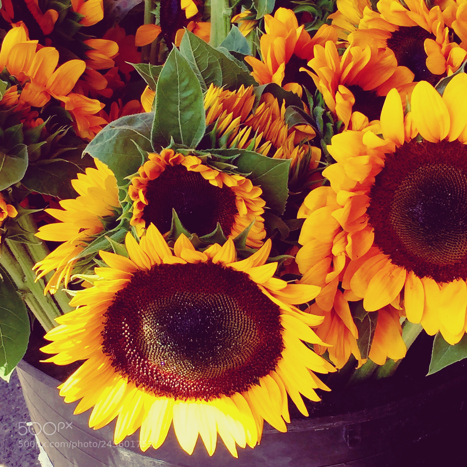 Apple iPhone 6 sample photo. T sunflower photography